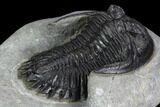 Detailed Hollardops Trilobite - Gorgeous Specimen #126293-5